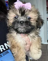 Cutie, a female Shih Tzu for sale in New Braunfels, TX – Photo 2 of 2