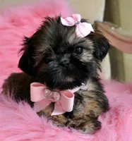 Cutie, a female Shih Tzu for sale in New Braunfels, TX – Photo 1 of 2