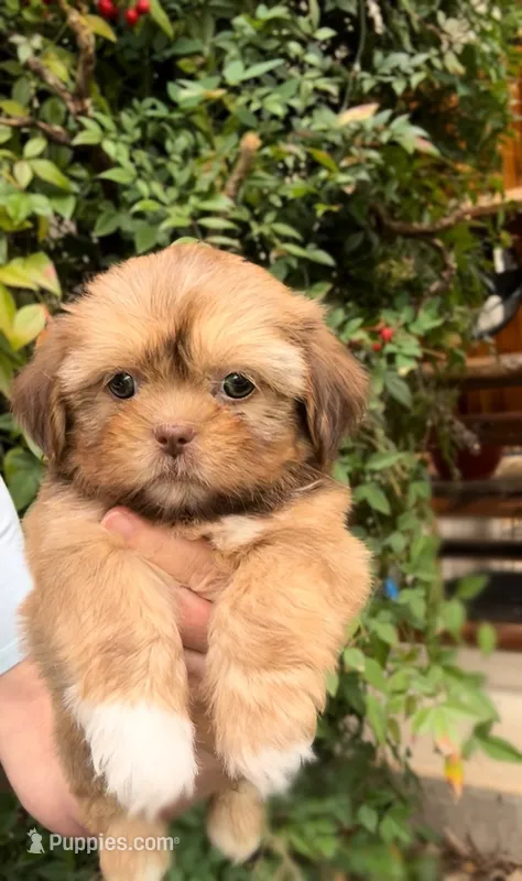 Riley  – Shih Tzu puppy for sale in New Braunfels, TX