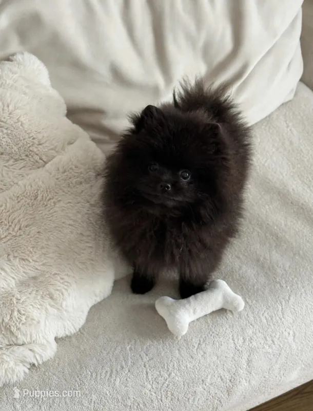 Jett❤️830-660-4641 – Pomeranian puppy for sale in New Braunfels, TX