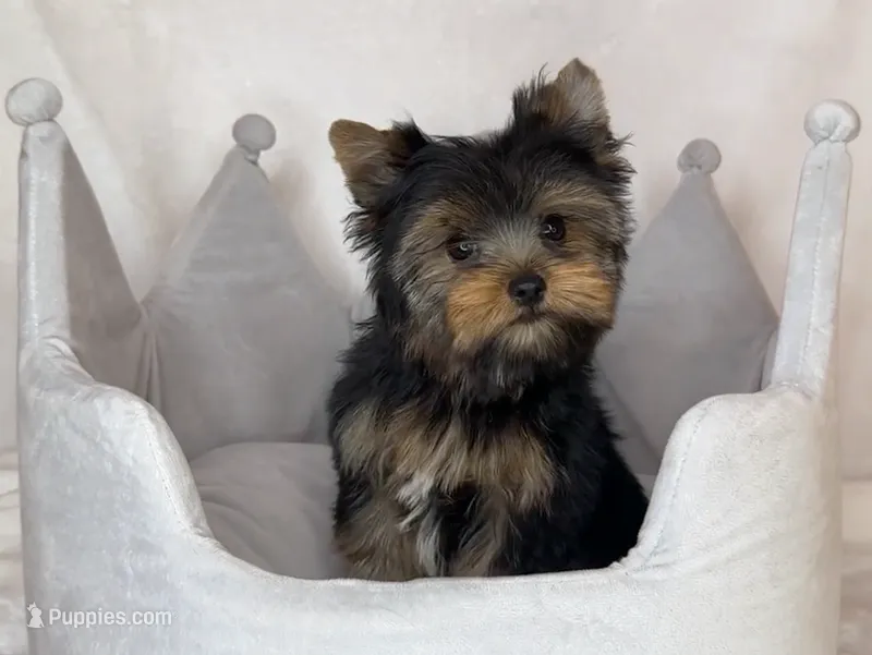Romeo *Teacup^ – Yorkshire Terrier puppy for sale in New Braunfels, TX