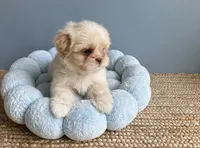 Jasper, a male Shih Tzu for sale in New Braunfels, TX – 4 of 4