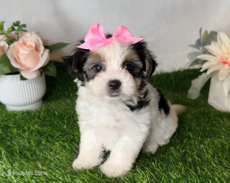 Maddie – Morkie puppy for sale in New Braunfels, TX