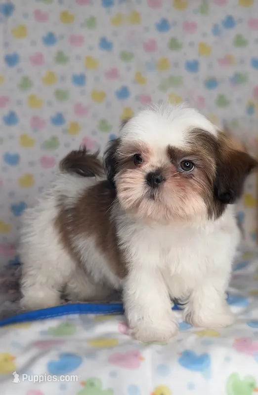 Cooper  – Shih Tzu puppy for sale in New Braunfels, TX