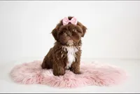 Darla🎀830-660-4641, a female Shih Tzu for sale in New Braunfels, TX – 4 of 5