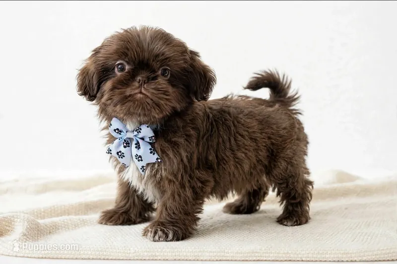 Ryder 🐾830-660-4641 – Shih Tzu puppy for sale in New Braunfels, TX