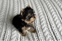 Scout💙830-660-4641, a male Yorkshire Terrier for sale in New Braunfels, TX – 3 of 9
