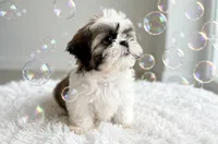 Buster , a male Shih Tzu for sale in New Braunfels, TX – 2 of 2