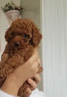 Scarlett , a female Poodle - Toy  for sale in New Braunfels, TX – 2 of 2