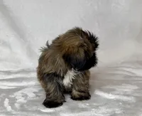 Harley , a male Shih Tzu for sale in New Braunfels, TX – 6 of 6