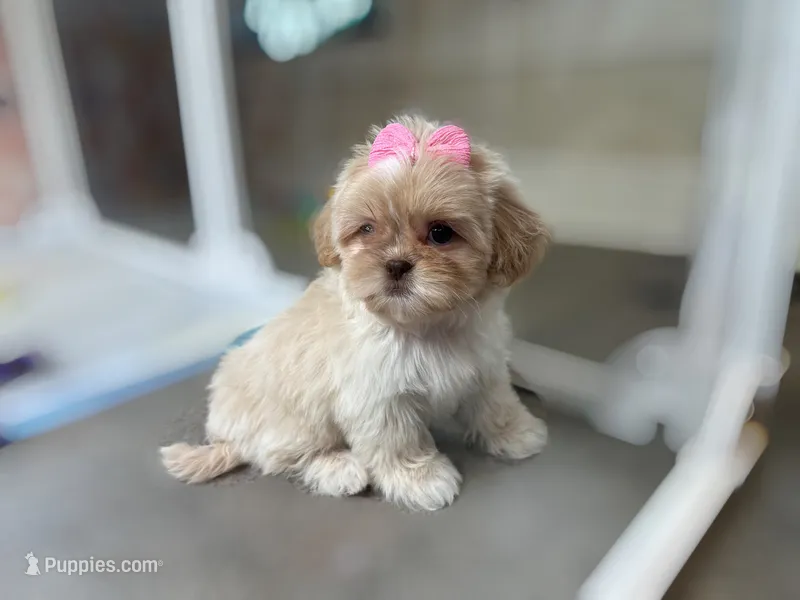 Quinn – Shih Tzu puppy for sale in New Braunfels, TX
