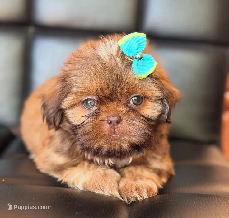 Riley  – Shih Tzu puppy for sale in New Braunfels, TX