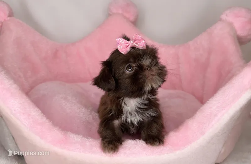 Quinn **imperial** – Shih Tzu puppy for sale in New Braunfels, TX