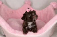 Quinn **imperial**, a female Shih Tzu for sale in New Braunfels, TX – 1 of 4