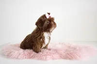 Darla🎀830-660-4641, a female Shih Tzu for sale in New Braunfels, TX – 3 of 5