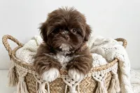 Mason/830-660-4641, a male Shih Tzu for sale in New Braunfels, TX – 1 of 3