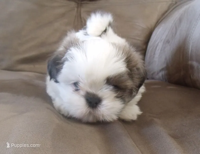 Cooper  – Shih Tzu puppy for sale in New Braunfels, TX