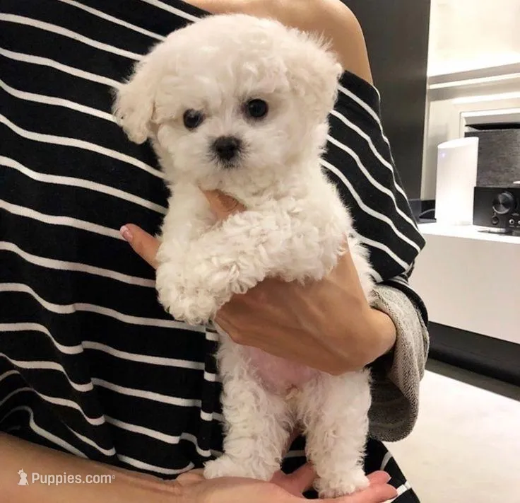 Hank , a male Bichon Frise and Maltese for sale in New Braunfels, TX – Photo 1 of 1