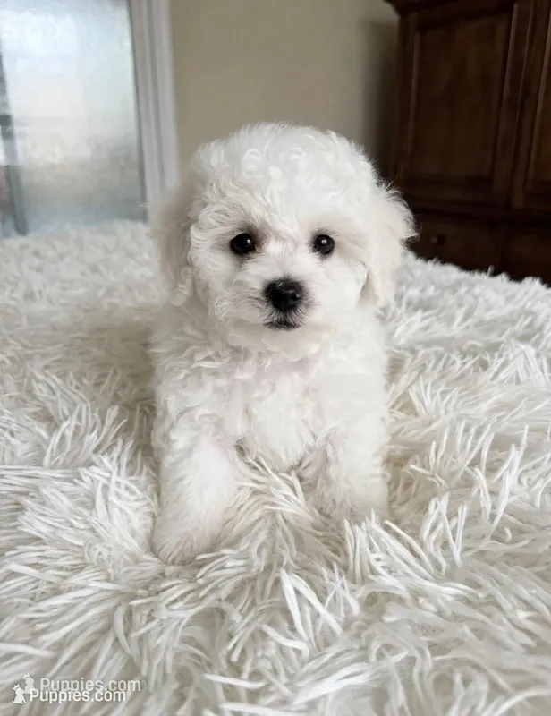 Mac💙830-660-4641 – Maltipoo puppy for sale in New Braunfels, TX