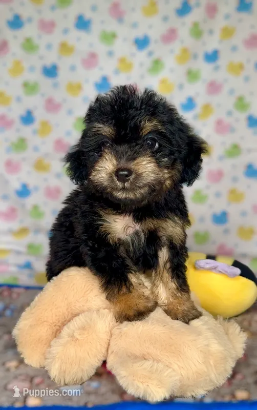 Marvin *TOY* – Poodle - Toy  puppy for sale in New Braunfels, TX