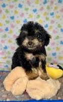 Marvin *TOY*, a male Poodle - Toy  for sale in New Braunfels, TX – 1 of 4