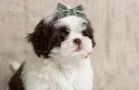 Daisy, a female Shih Tzu for sale in New Braunfels, TX – 4 of 8