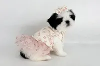 Dolly❤️830-660-4641, a female Shih Tzu for sale in New Braunfels, TX – 6 of 8