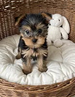 Drako💙830-660-4641, a male Yorkshire Terrier for sale in New Braunfels, TX – 4 of 4