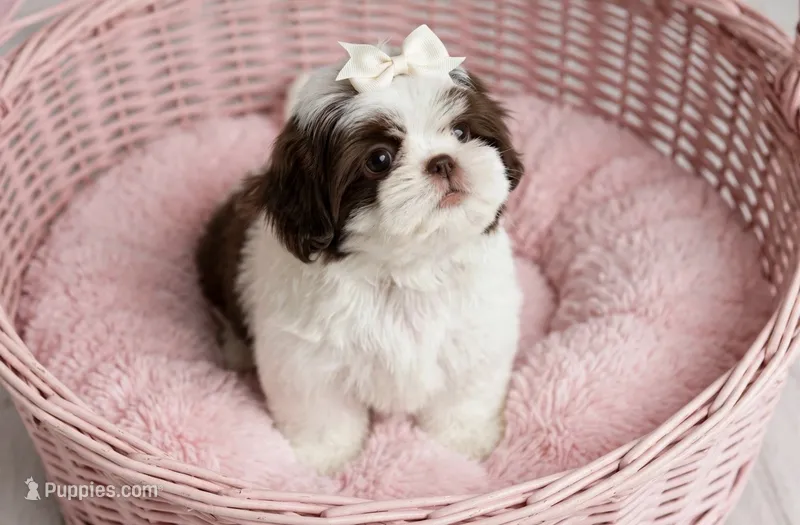 Daisy – Shih Tzu puppy for sale in New Braunfels, TX