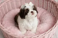 Daisy, a female Shih Tzu for sale in New Braunfels, TX – 1 of 8