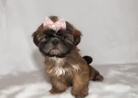 Sterling , a female Shih Tzu for sale in New Braunfels, TX – 1 of 1