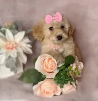 Goldie, a female Poodle - Toy  for sale in New Braunfels, TX – 2 of 2