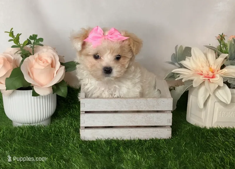 Savy  – Yorkipoo puppy for sale in New Braunfels, TX