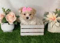 Savy , a female Yorkipoo for sale in New Braunfels, TX – 2 of 3