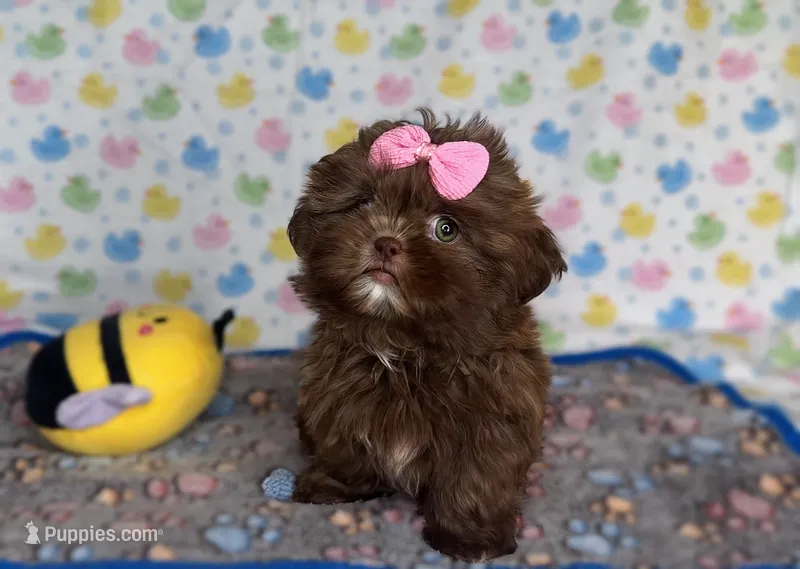 Cora – Shih Tzu puppy for sale in New Braunfels, TX