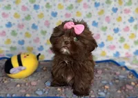 Cora, a female Shih Tzu for sale in New Braunfels, TX – 1 of 1