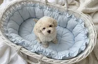Mav 🐾830-660-4641, a male Maltipoo for sale in New Braunfels, TX – 2 of 2