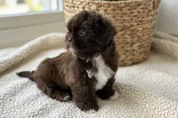 Wyatt, a male Shih Tzu for sale in New Braunfels, TX – 3 of 4