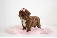 Darla🎀830-660-4641, a female Shih Tzu for sale in New Braunfels, TX – 5 of 5