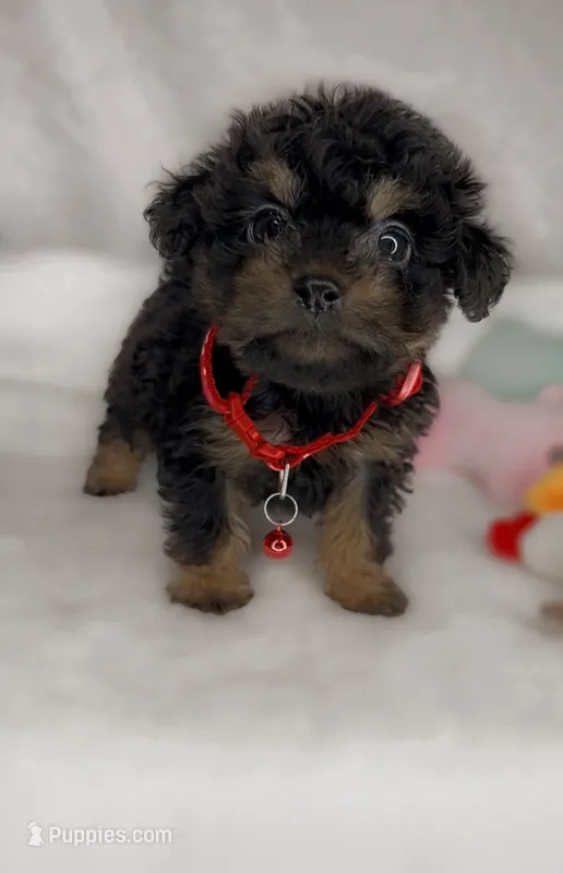 Marvin *TOY* – Poodle - Toy  puppy for sale in New Braunfels, TX