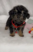 Marvin *TOY*, a male Poodle - Toy  for sale in New Braunfels, TX – 2 of 2
