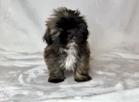 Harley , a male Shih Tzu for sale in New Braunfels, TX – 3 of 6