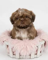 Star ⭐️ , a female Shih Tzu for sale in New Braunfels, TX – 3 of 3