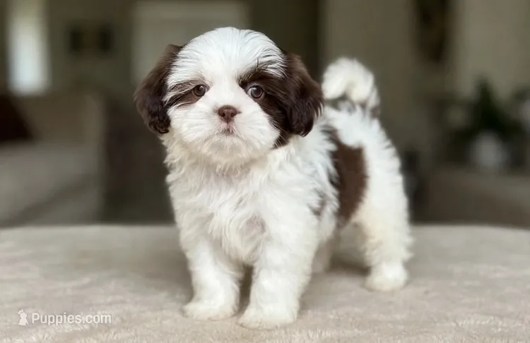 Benny❤️830-660-4641 – Shih Tzu puppy for sale in New Braunfels, TX