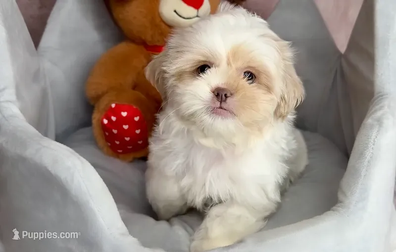 Arlo – Shih Tzu puppy for sale in New Braunfels, TX