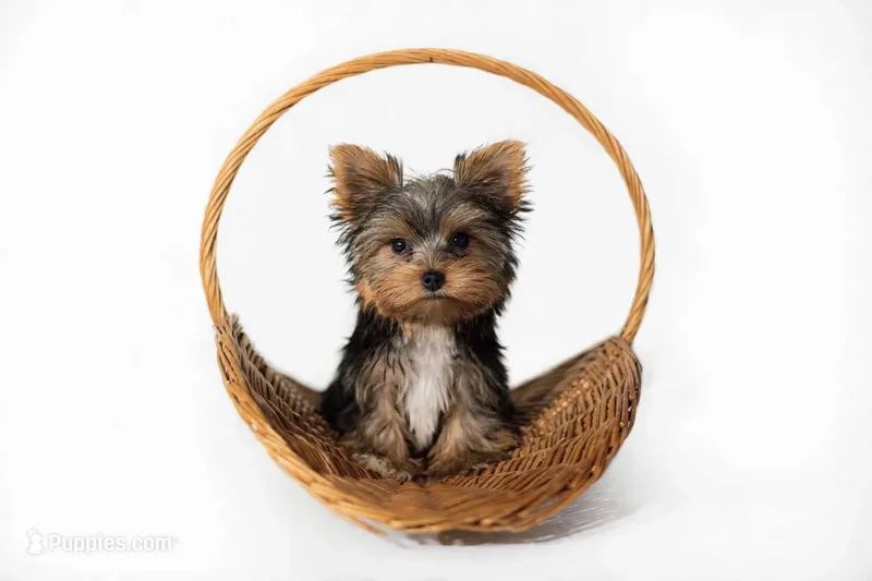 Prince💙830-660-4641⭐️MINI – Yorkshire Terrier puppy for sale in New Braunfels, TX