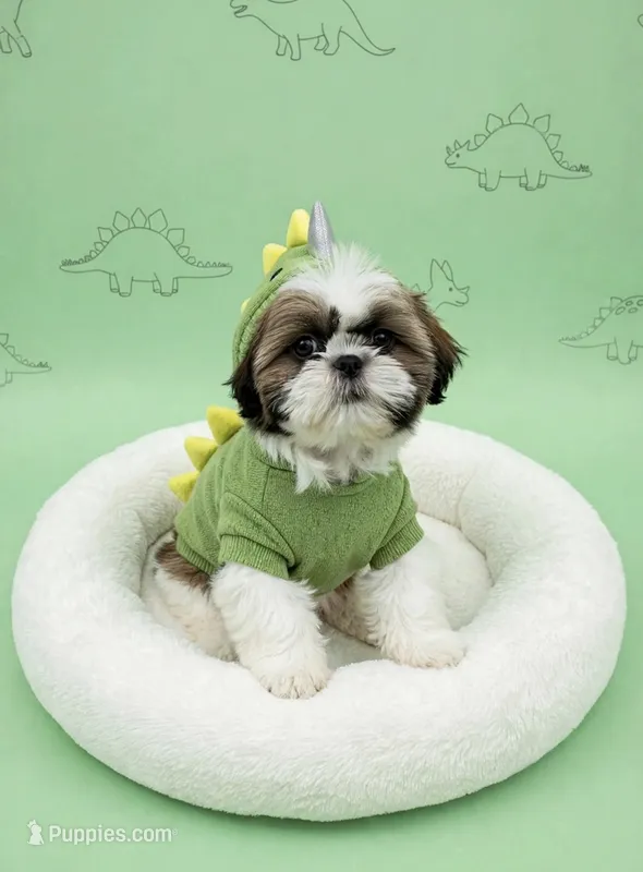 Buster  – Shih Tzu puppy for sale in New Braunfels, TX