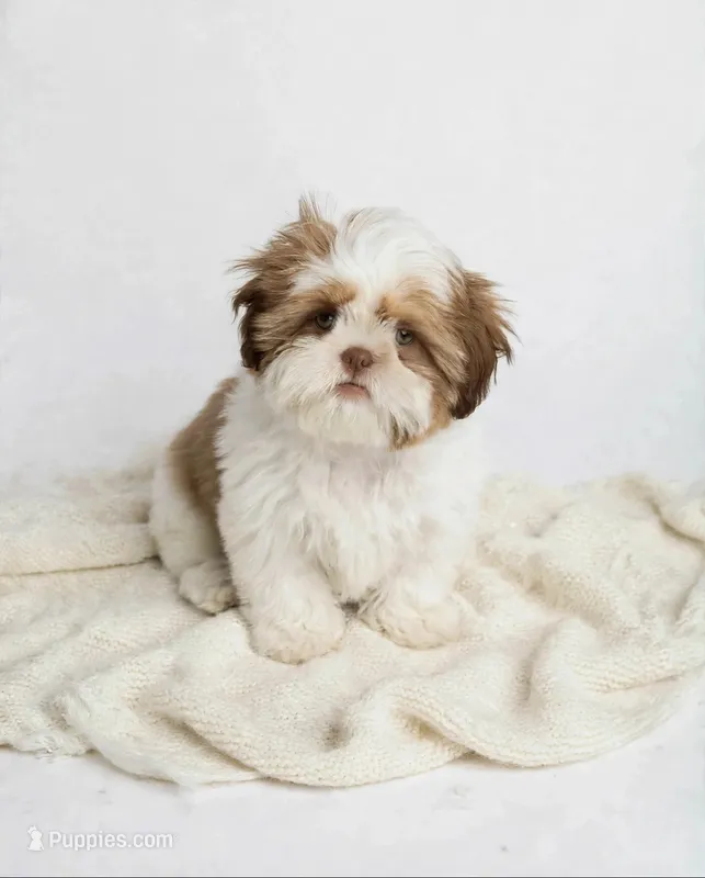 Axel ❤️830-660-4641 – Shih Tzu puppy for sale in New Braunfels, TX