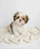 Axel ❤️830-660-4641, a male Shih Tzu for sale in New Braunfels, TX – 1 of 1