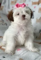 Zara imperial , a female Shih Tzu for sale in New Braunfels, TX – Photo 3 of 3